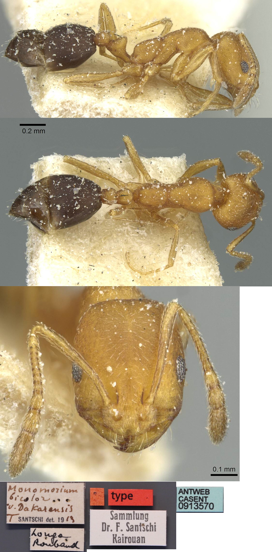 Monomorium dakarenss