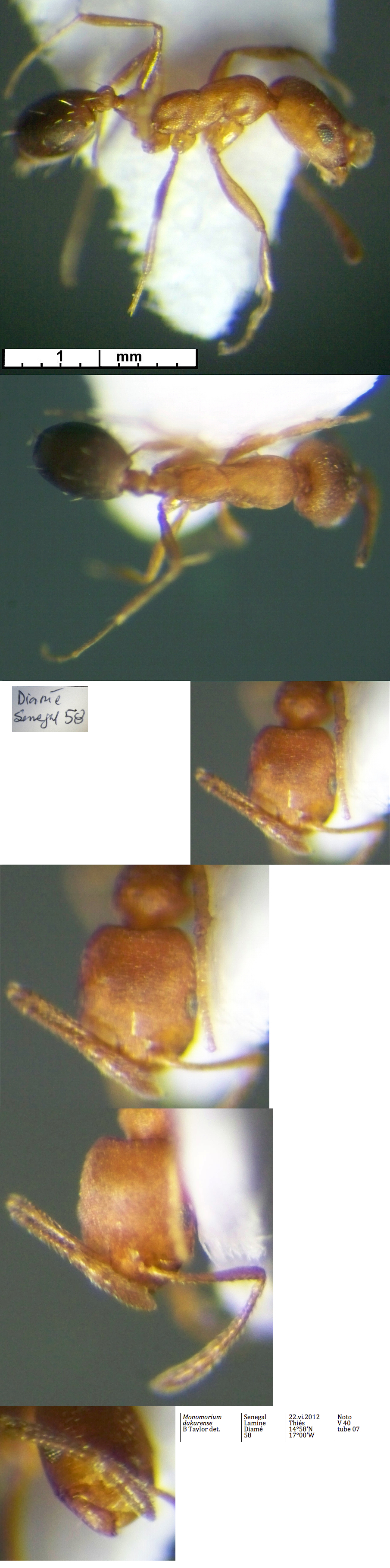 Monomorium dakarense
