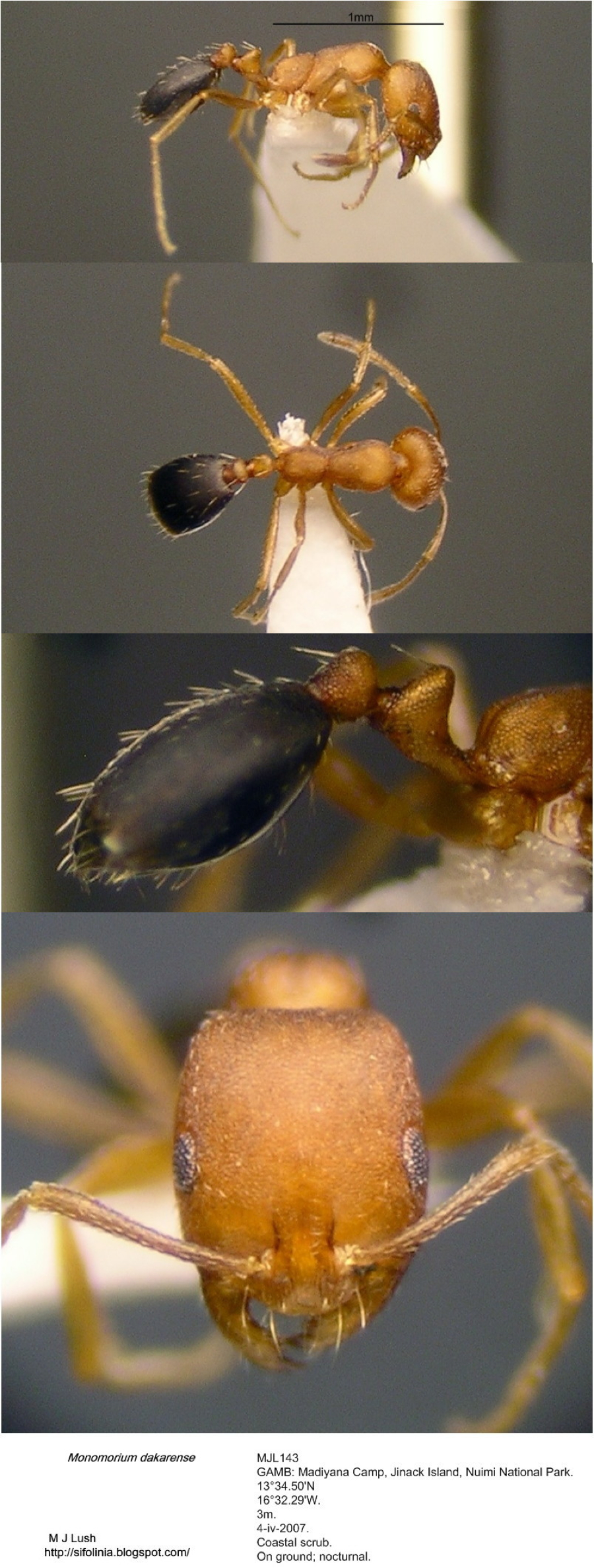 {Monomorium dakarense}