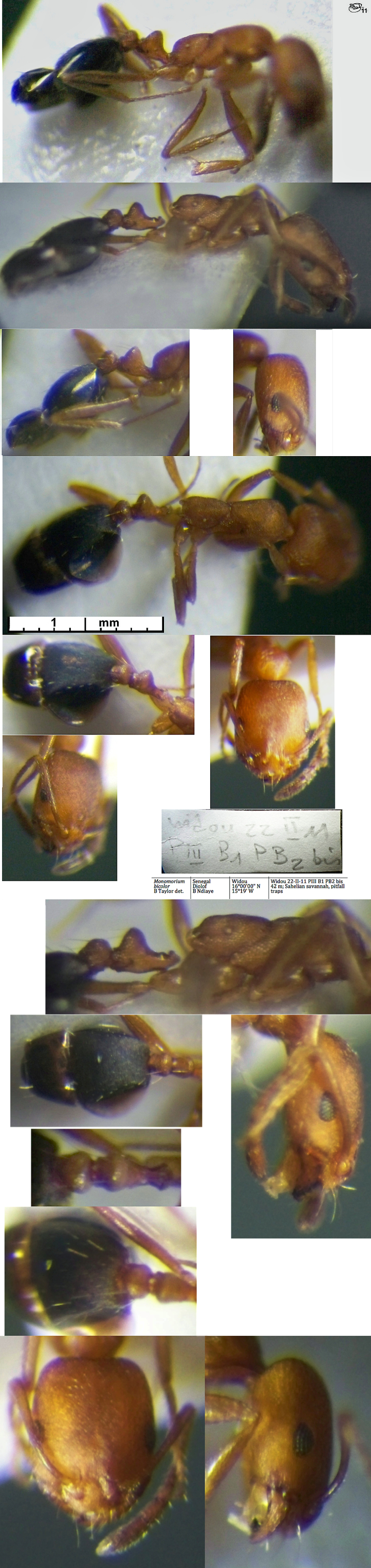 Monomorium dakarense