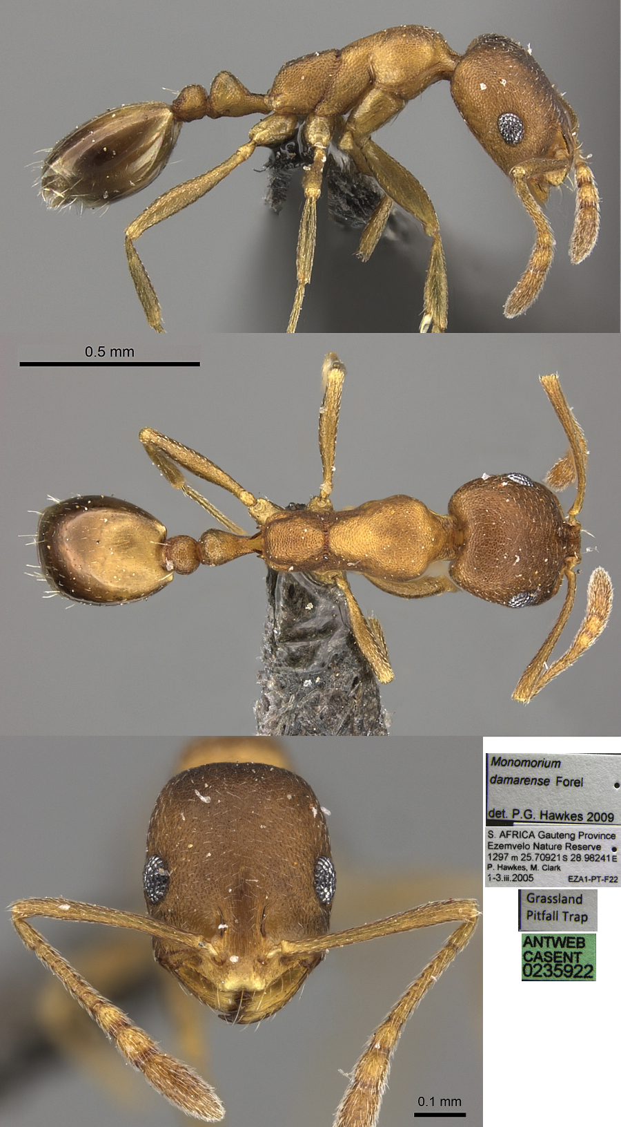 Monomorium damarense