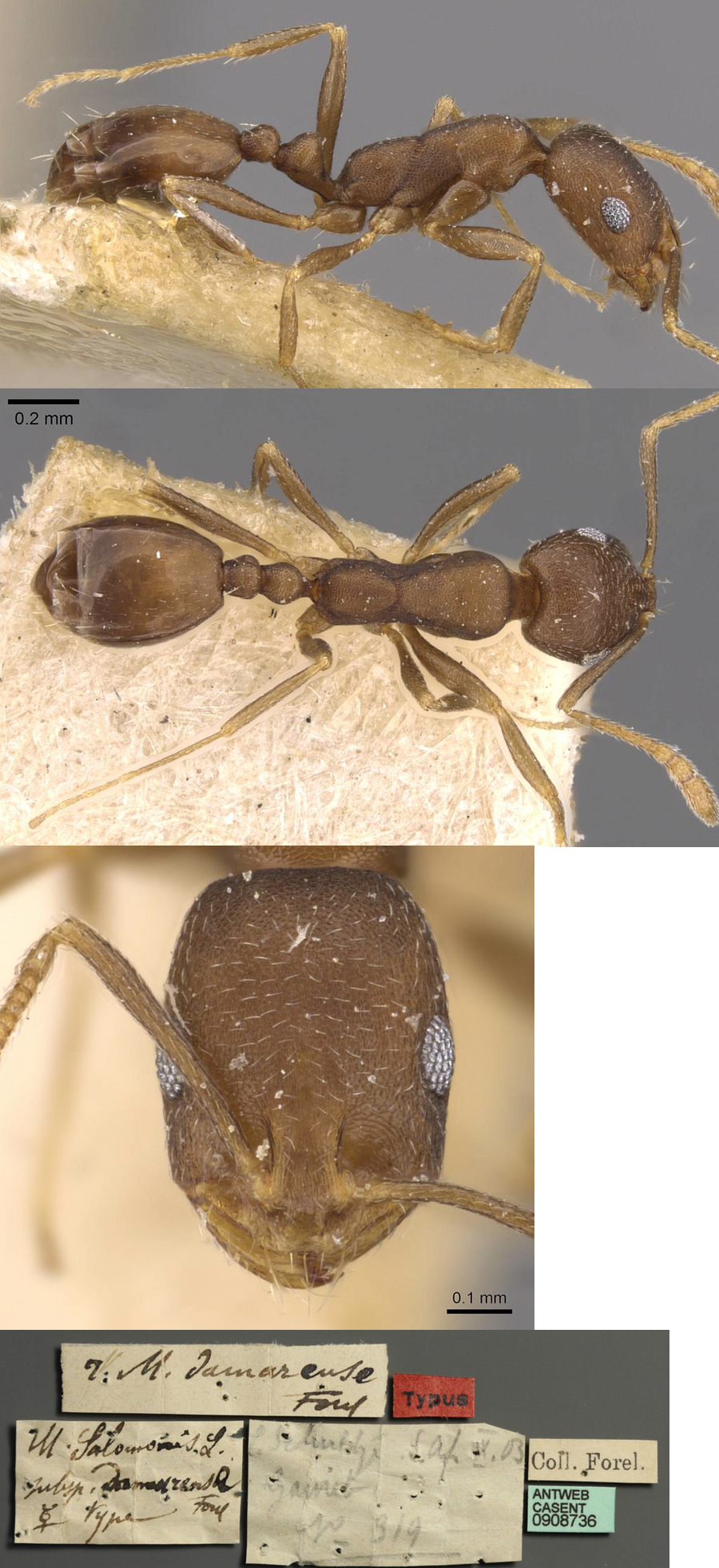 Monomorium damarense