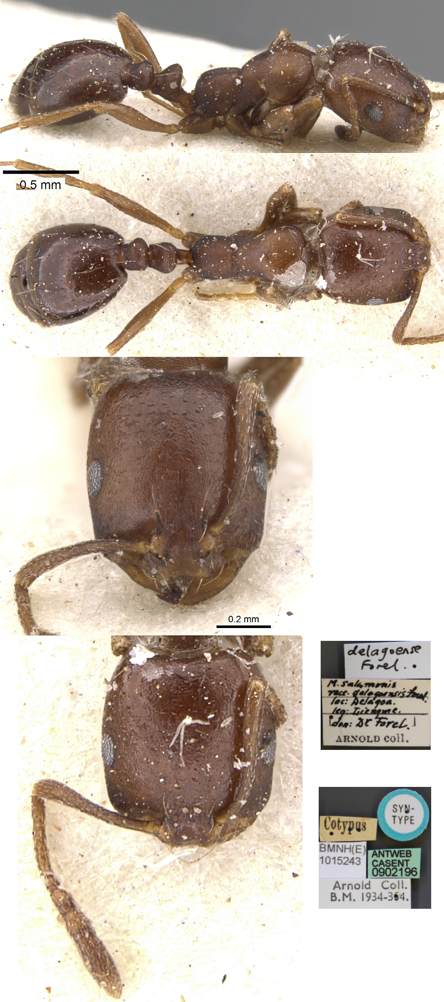 Monomorium delagoense