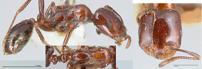 Monomorium dentigerum