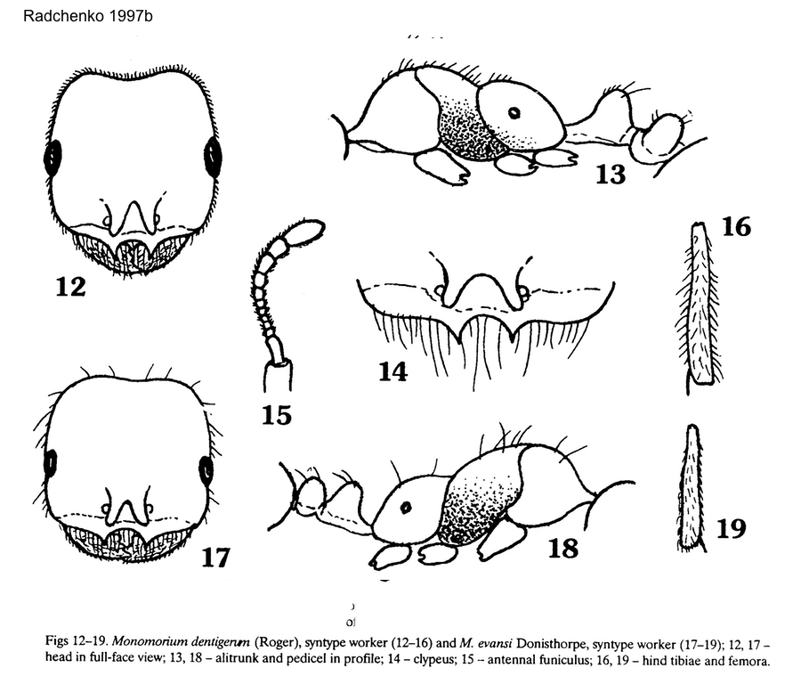 Monomorium dentigerum