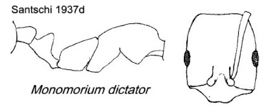 {Monomorium dictator}