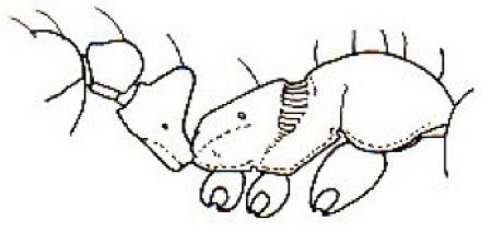 {short description of image}