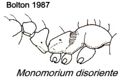 {Monomorium disoriente}