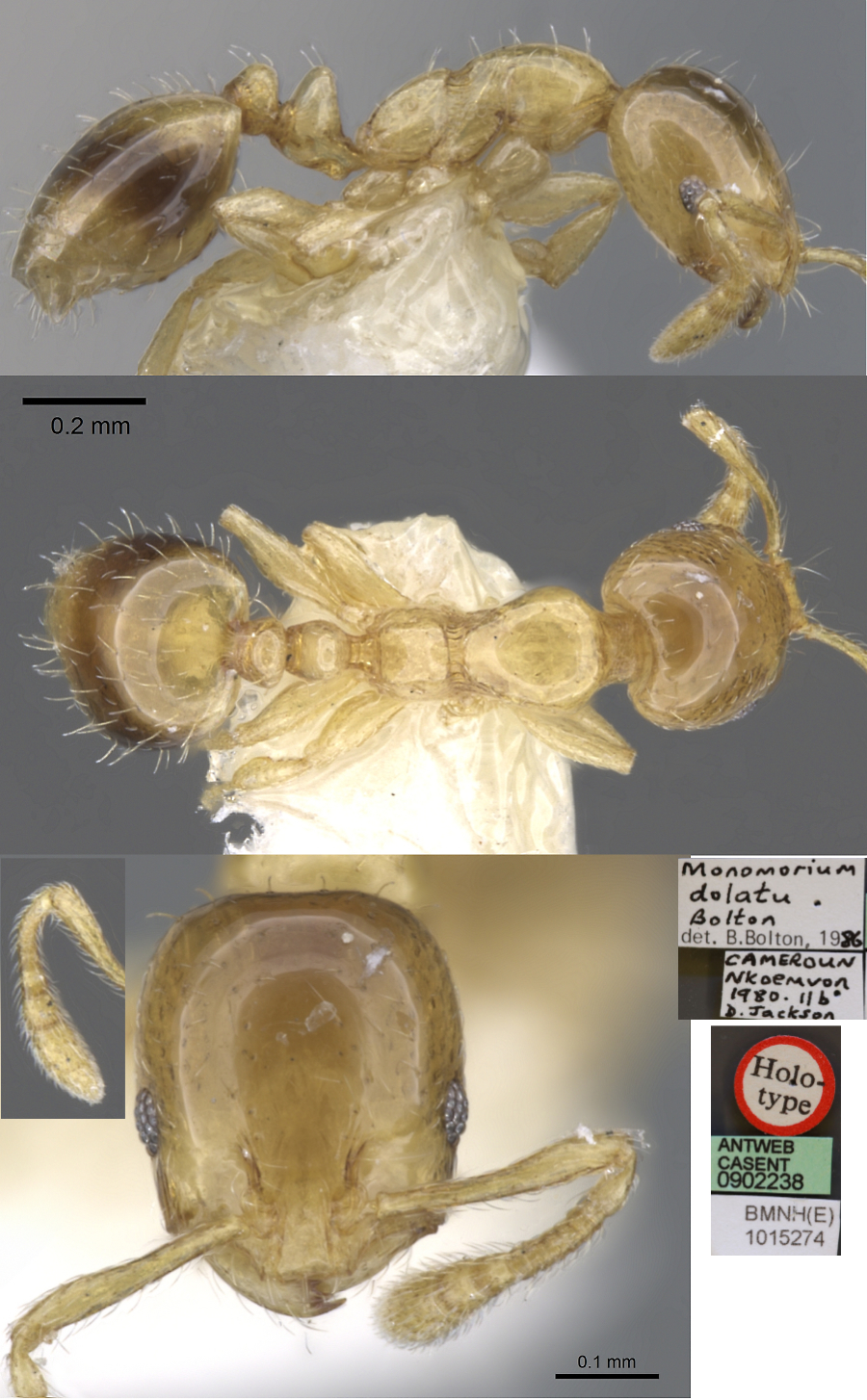 Monomorium dolatu