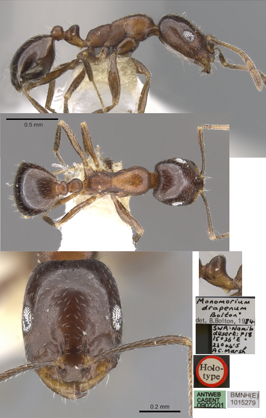 Monomorium drapenum