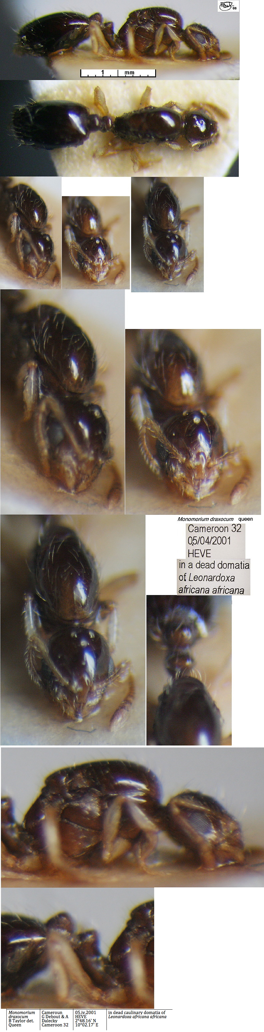 {Monomorium draxocum queen}