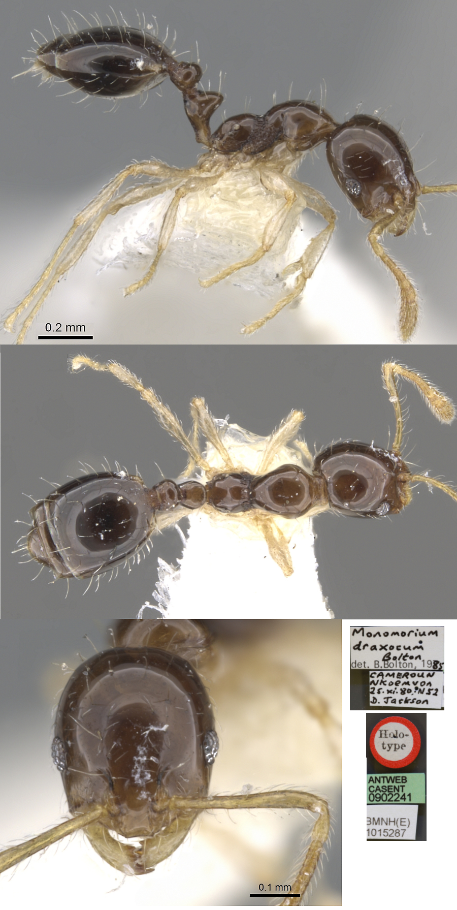 Monomorium draxocum