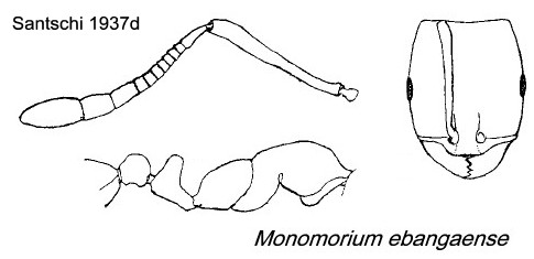 {Monomorium ebangaense}