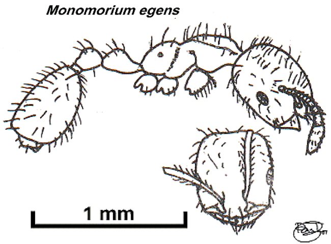 {Monomorium egens}