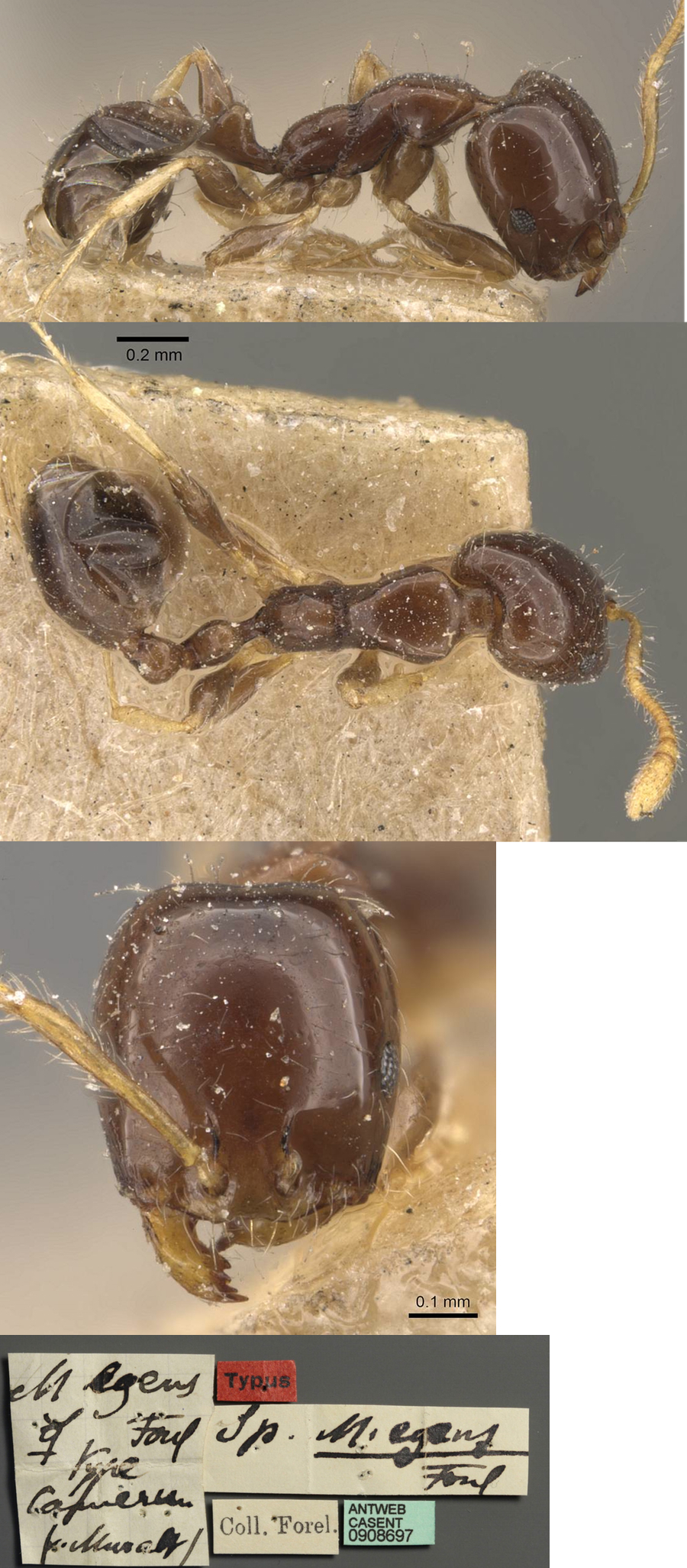 Monomorium egens