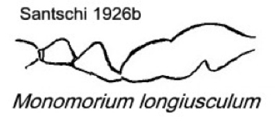 {Monomorium egens longiusculum}