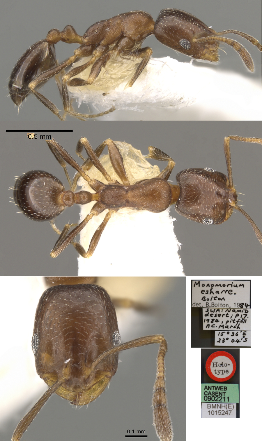 Monomorium esharre