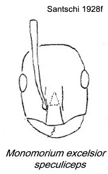{Monomorium excelsior speculiceps}