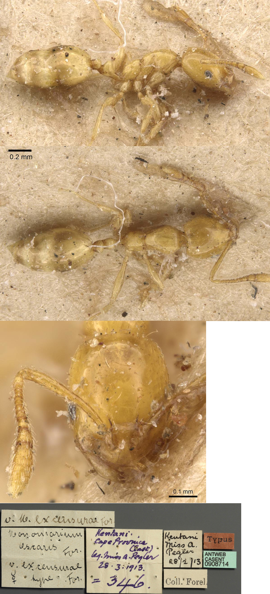 Monomorium excensurae