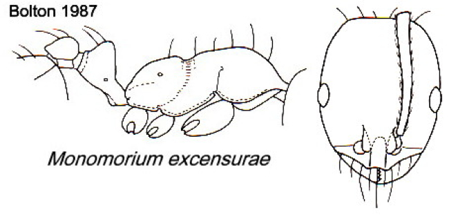 {Monomorium excensurae}