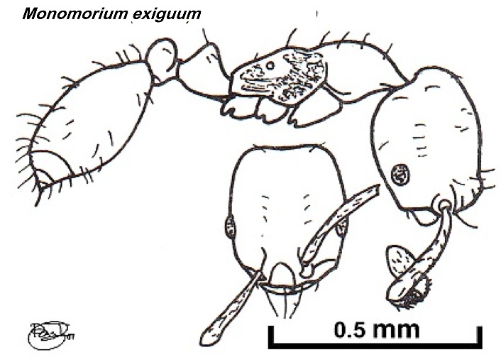 {Monomorium exiguum}