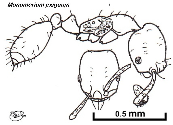 {Monomorium exiguum}