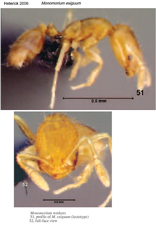 {Monomorium exiguum lectotype}