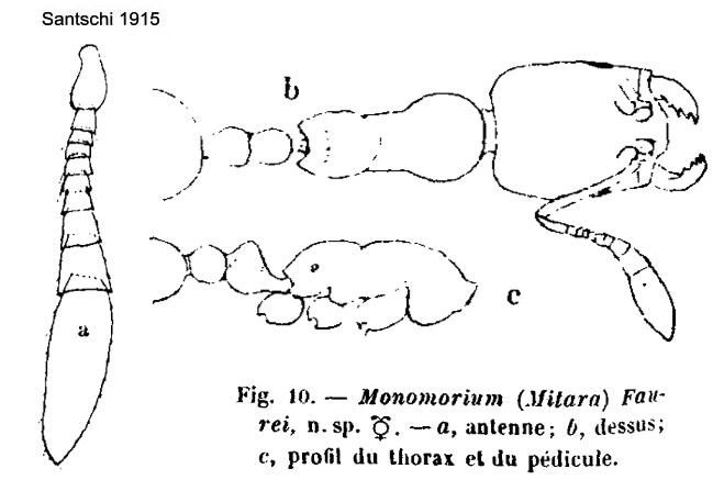 {Monomorium exiguum}