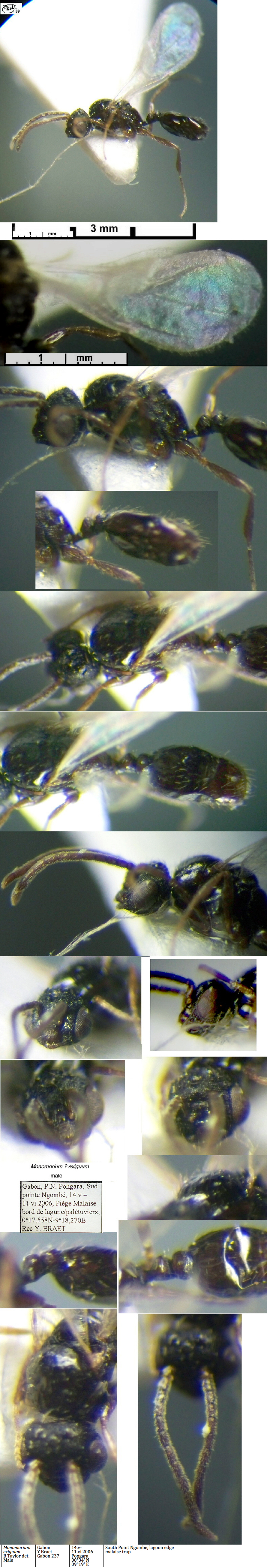 {Monomorium exiguum possible male}