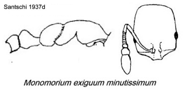 {Monomorium exiguum minutissimum}