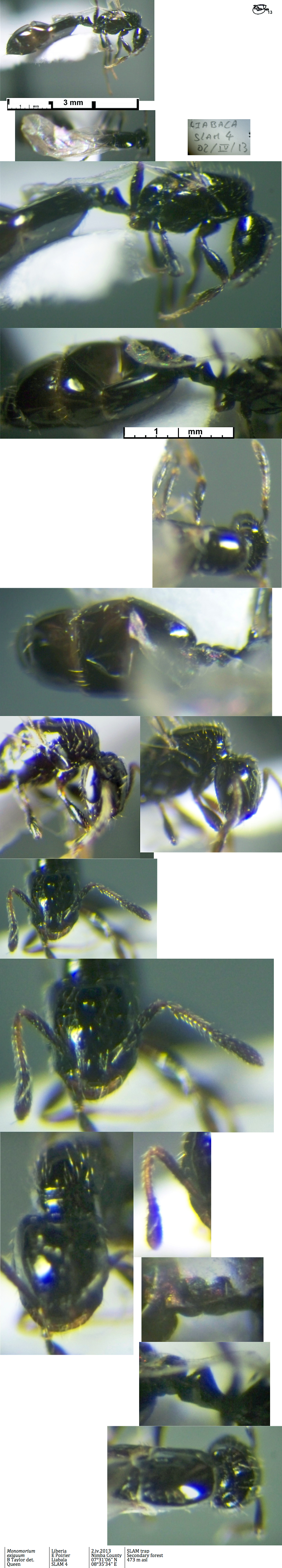 {Monomorium exiguum possible male}