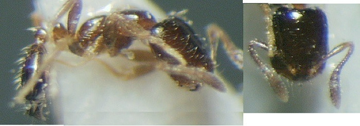 {Monomorium exiguum type}