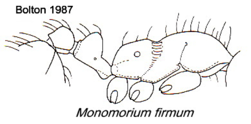 {Monomorium firmum}