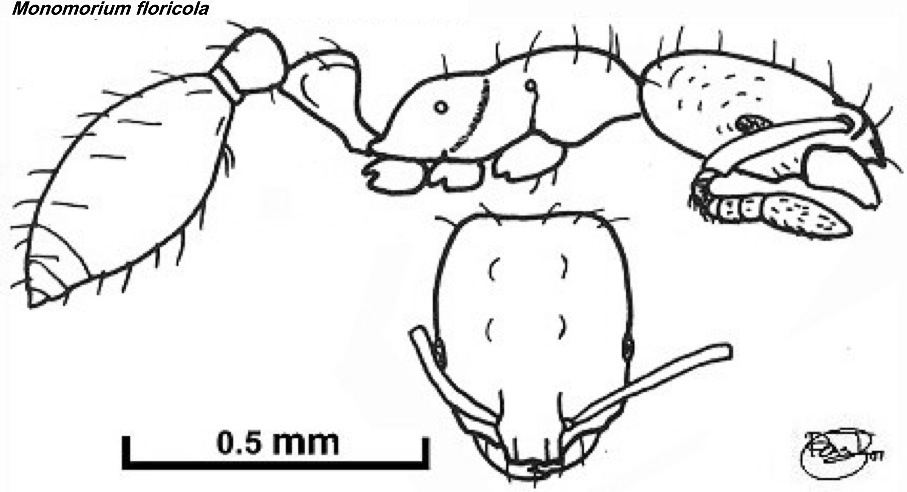 {Monomorium floricola}