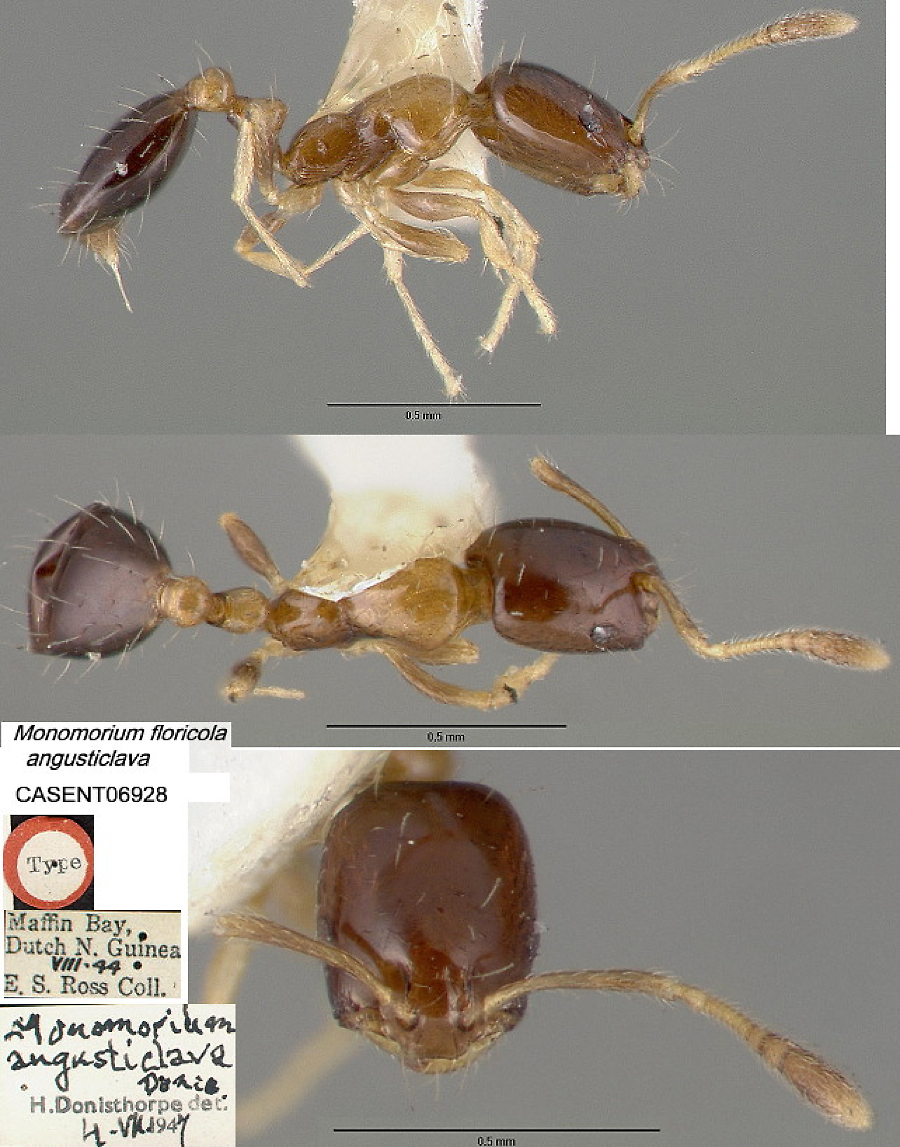 {Monomorium floricola}