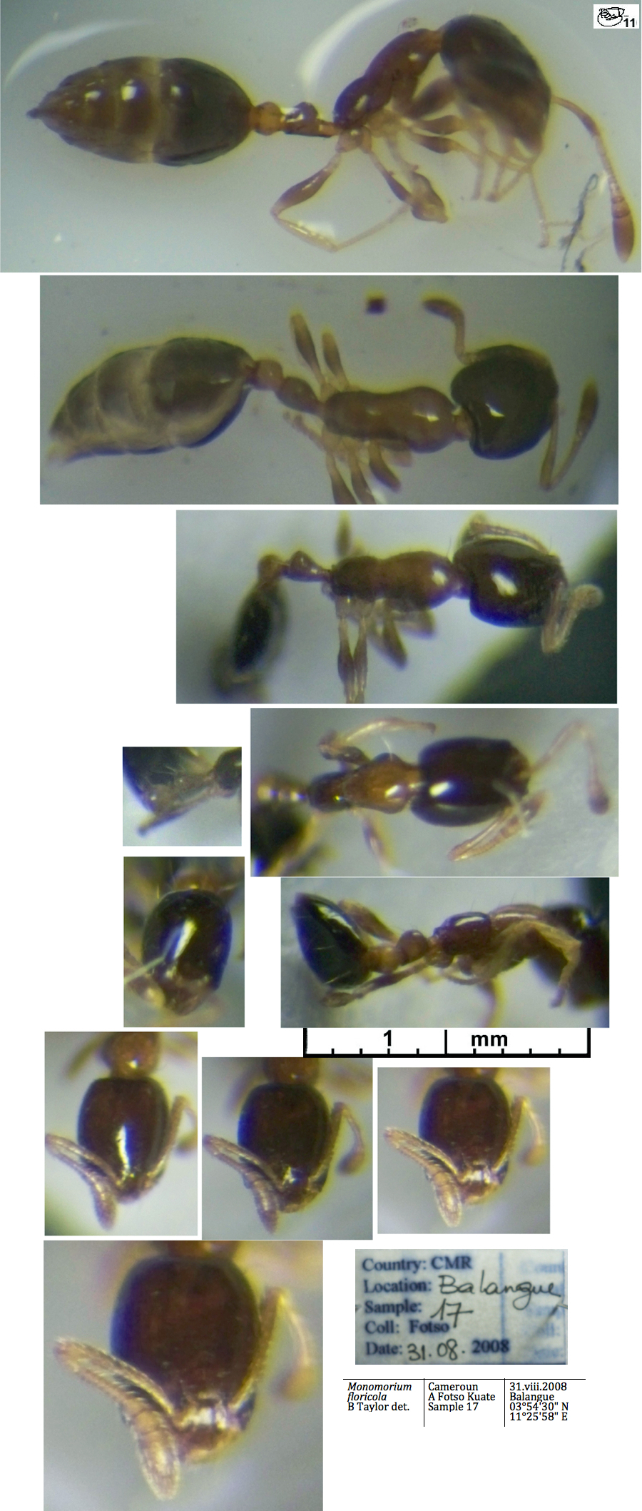 {Monomorium floricola}