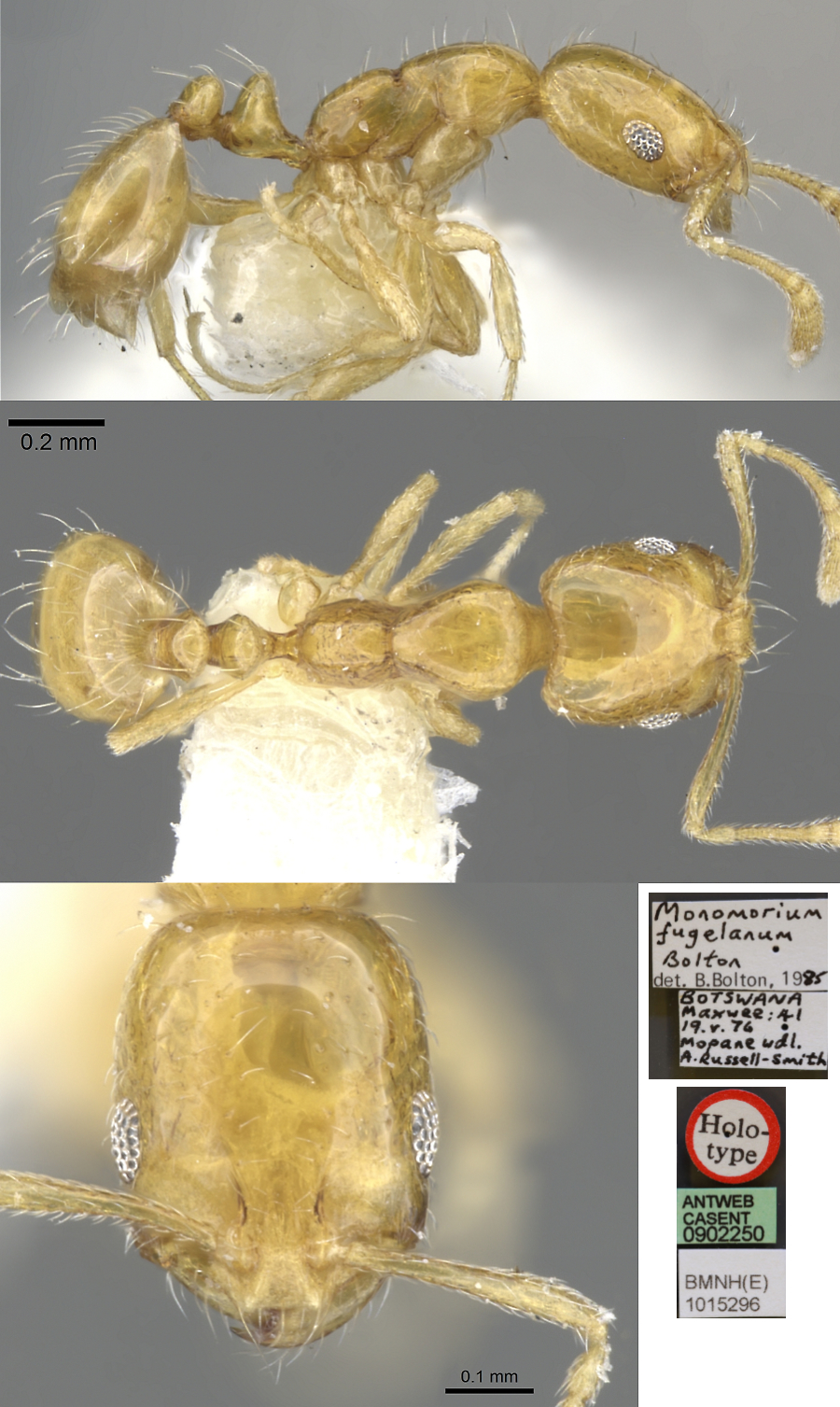 Monomorium fugelanum