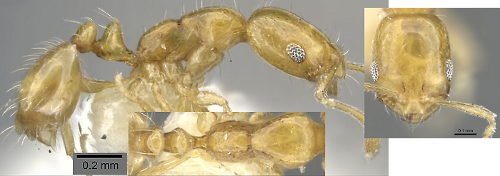 Monomorium fugelanum