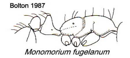 {Monomorium fugelanum}