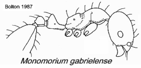 {Monomorium gabrielense}