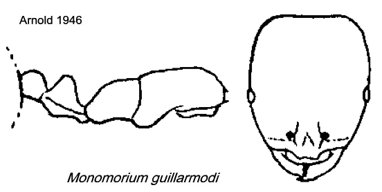 {Monomorium guillarmodi}