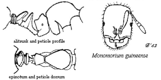 {Monomorium guineense}