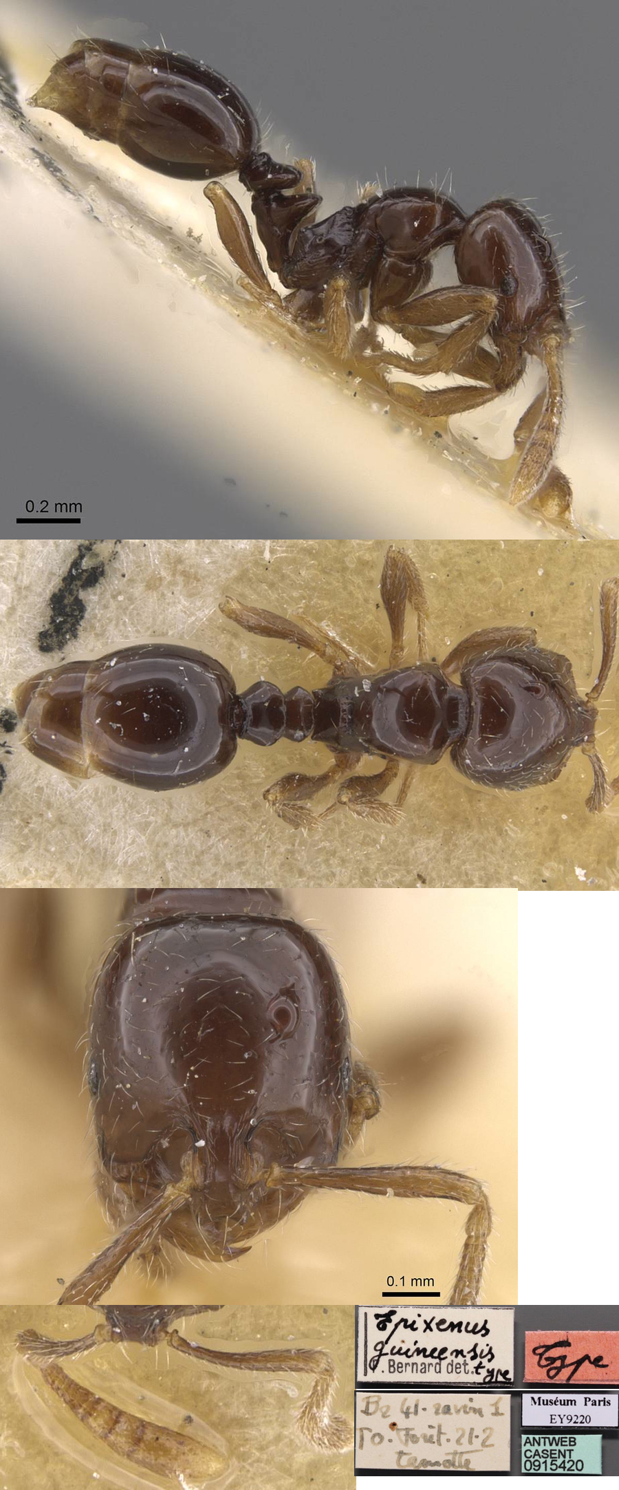 {Monomorium guineense}