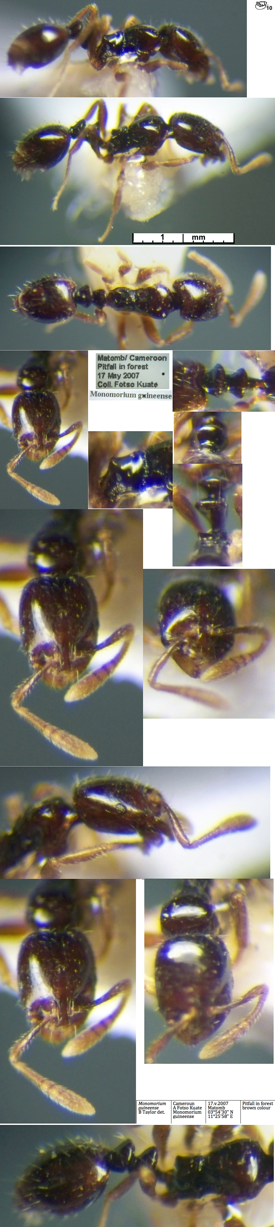 {Monomorium guineense}
