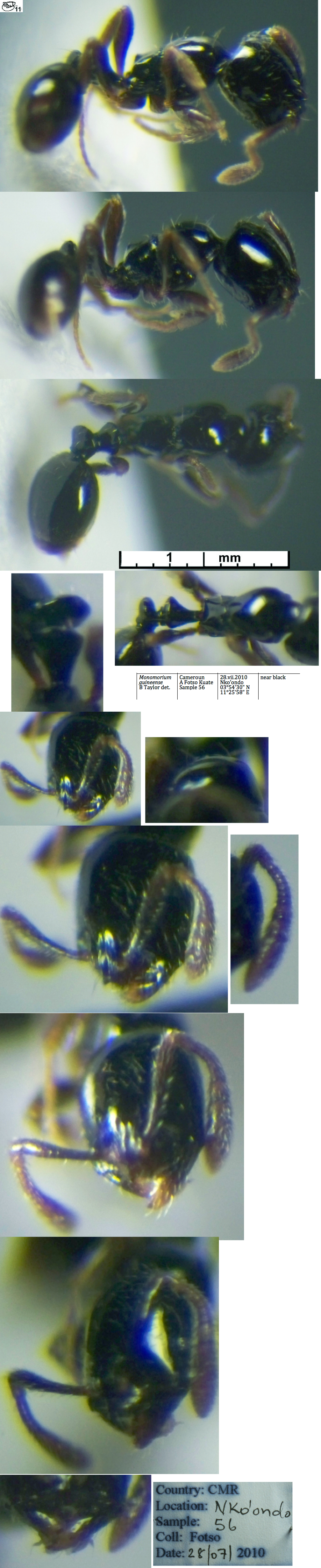 {Monomorium guineense}