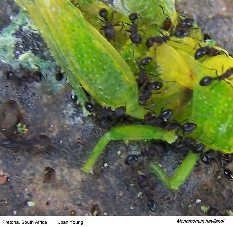 {Monomorium havilandi feeding}