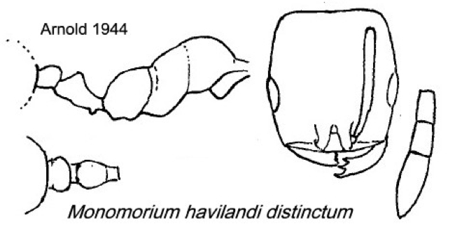 {Monomorium havilandi distinctum}