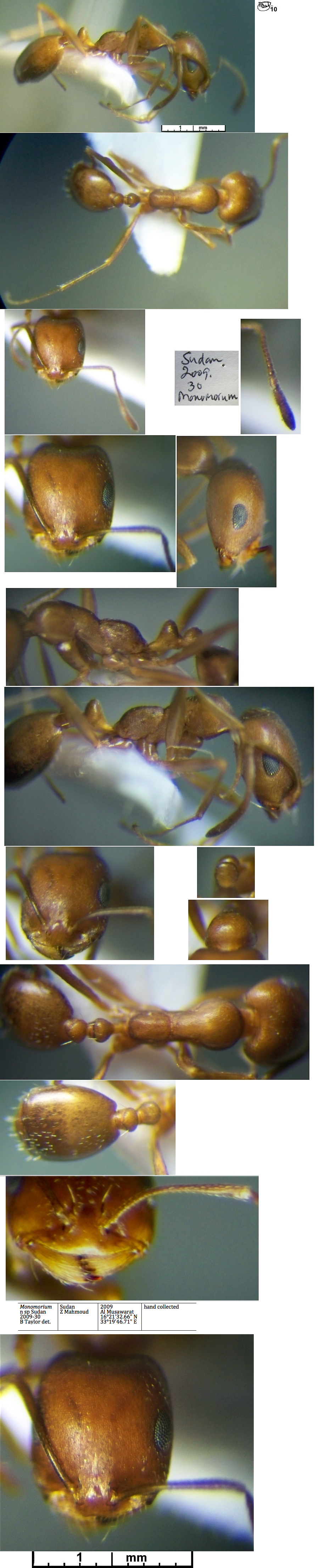 {Monomorium nsp Sudan 2009-30}