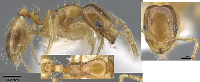 Monomorium holothir