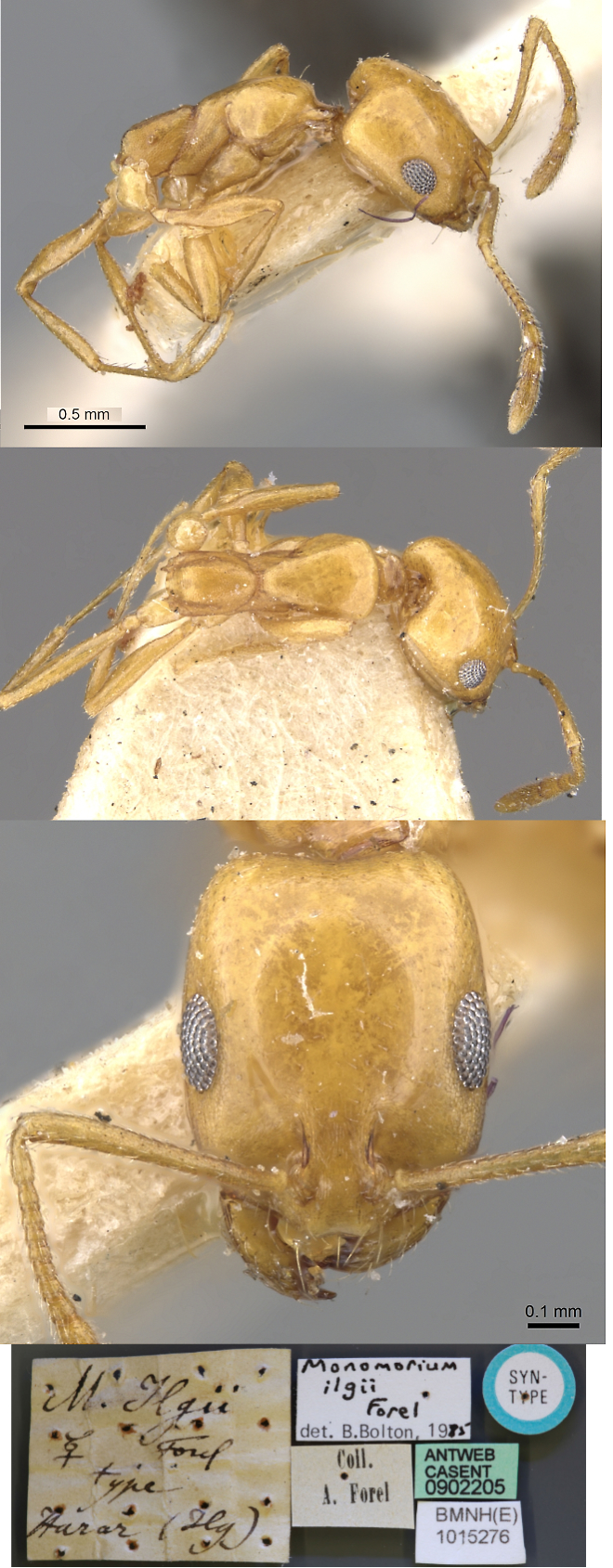 Monomorium ilgii